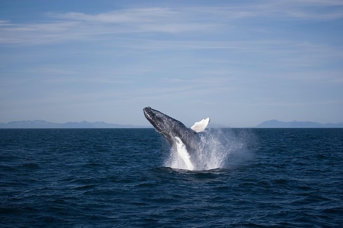 The Original Classic Whale Watching from Reykjavik - Warmth, WiFi, and the onboard extras that help