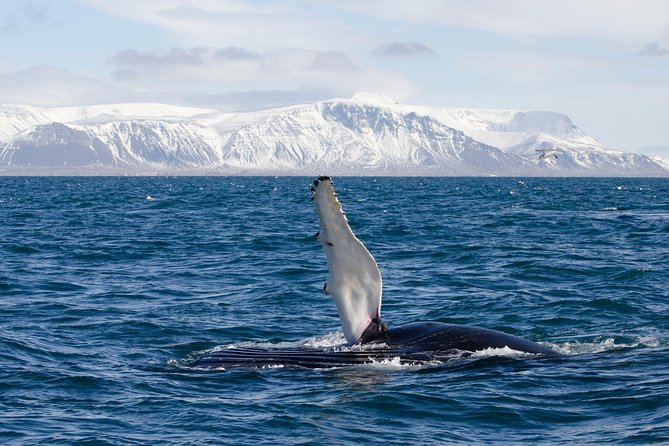 The Original Classic Whale Watching from Reykjavik - Wildlife Exhibition time: why it’s not just a brochure stop