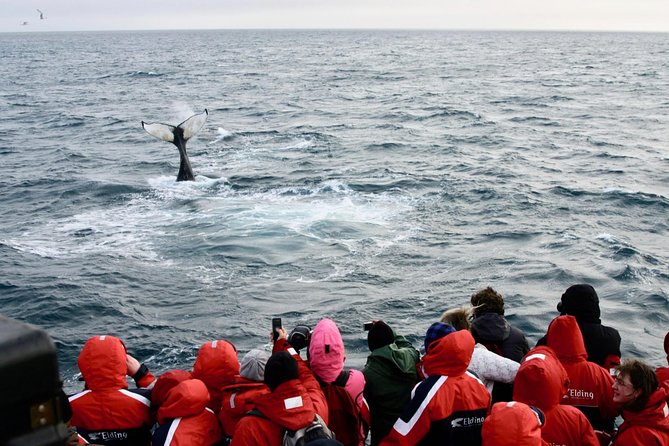 The Original Classic Whale Watching from Reykjavik - Sightlines, boat feel, and the small things that change your experience
