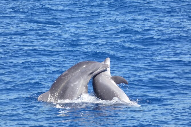 Tour with Whale and Dolphin Watching plus food included - Diego Hernández Bay (Spaghetti Beach): the swim stop that makes the day feel complete