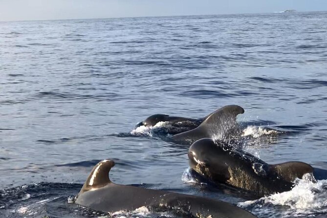 Tour with Whale and Dolphin Watching plus food included - Group size and boat vibe: what 104 passengers changes