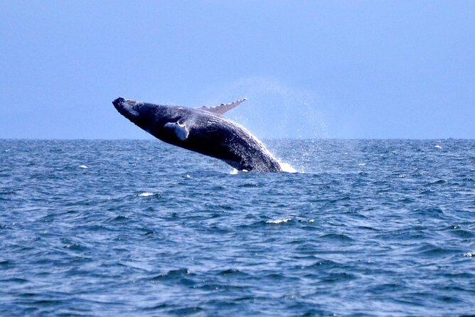 Tour with Whale Watching in Samaná, Beach and Waterfall - Key things that make this tour work