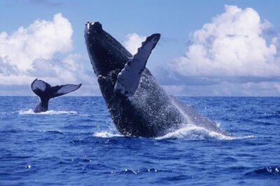 Tour with Whale Watching in Samaná, Beach and Waterfall - Cayo Levantado: your beach reset in Samaná Bay