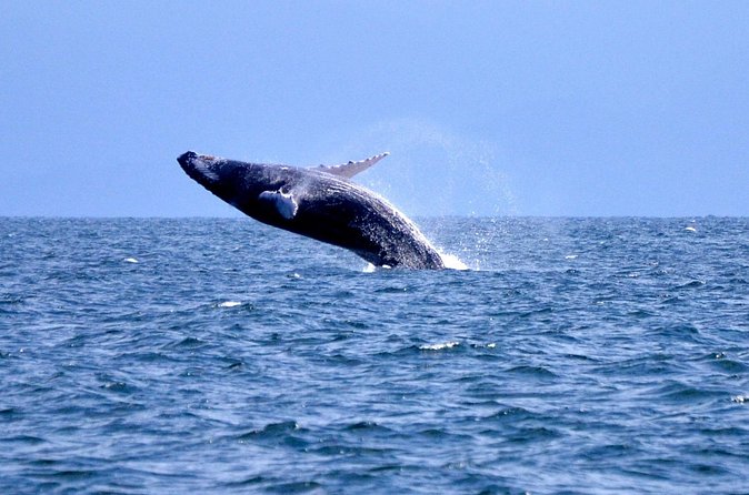 Tour with Whale Watching in Samaná, Beach and Waterfall - Who this tour is best for (and who should skip it)