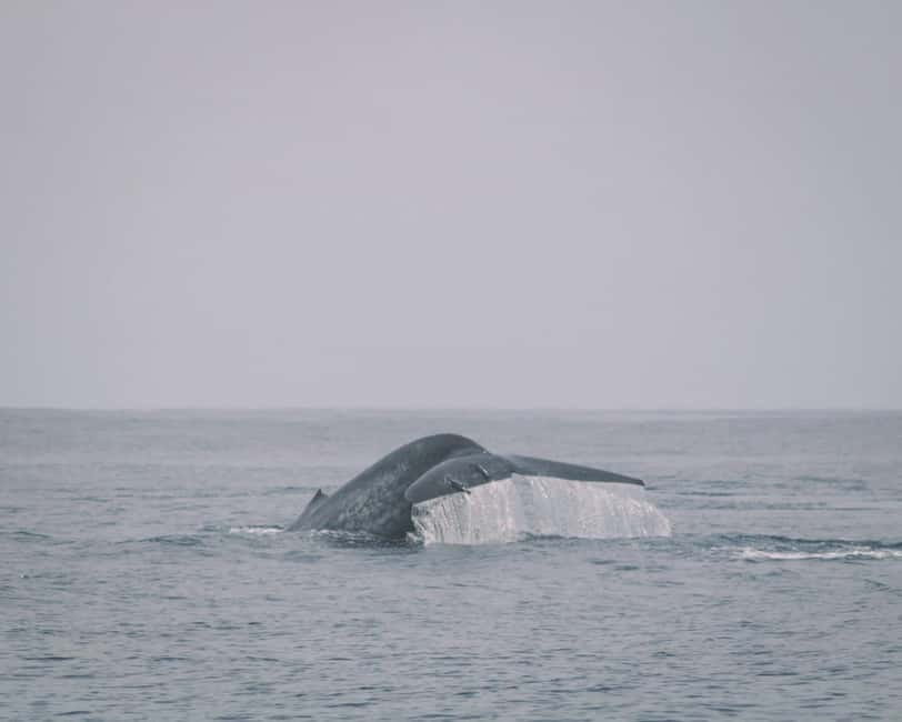 Trincomalee: Dolphin & Whale Watching Boat Tour - Trincomalee’s whale routes and why dolphins are the safer bet