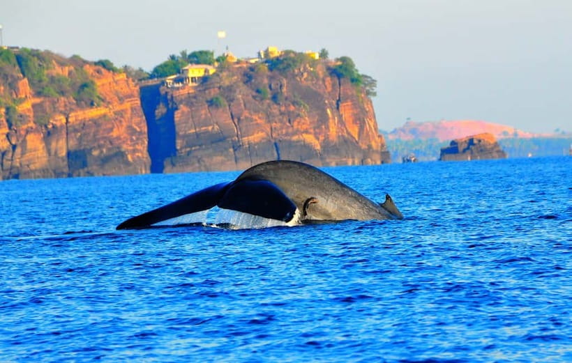 Trincomalee: Dolphin & Whale Watching Boat Tour - Nilaveli viewing stretch: scanning time, photo moments, and wildlife etiquette