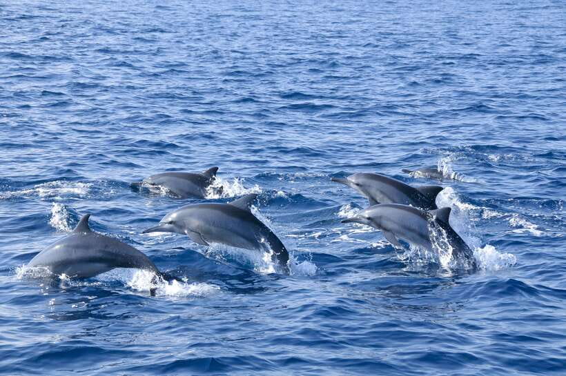 Trincomalee: Whale & Dolphin Safari Tour with Expert Guides - Key things I’d put on your radar