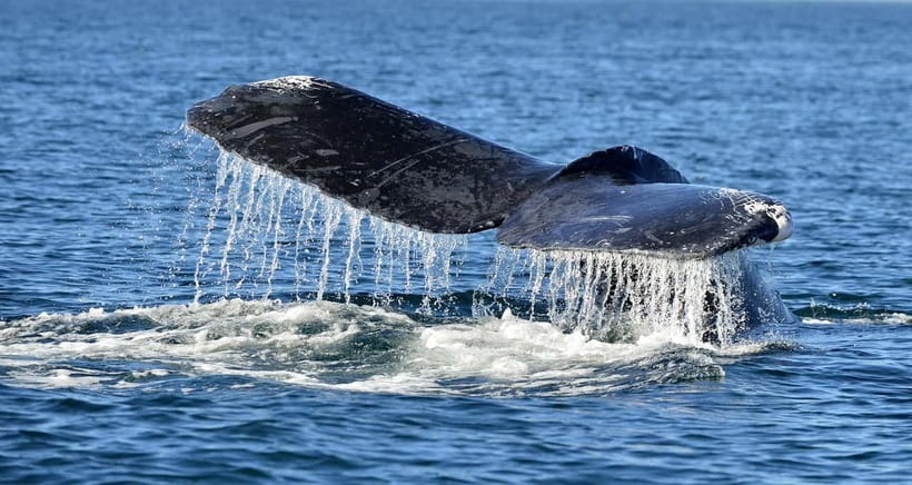 Trincomalee: Whale & Dolphin Safari Tour with Expert Guides - Why Trincomalee is built for whale spotting