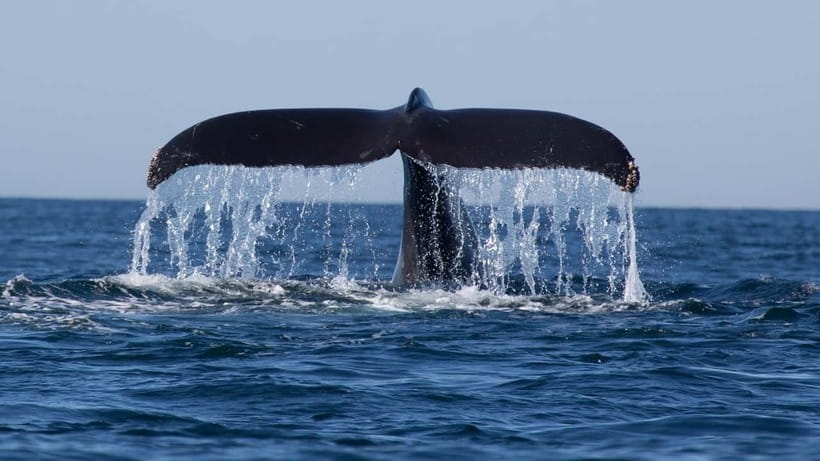 Trincomalee: Whale & Dolphin Safari Tour with Expert Guides - The small-boat advantage: closer, calmer, and easier to notice things