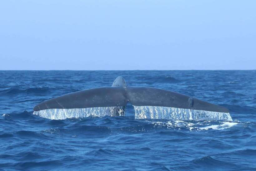 Trincomalee: Whale & Dolphin Safari Tour with Expert Guides - What you’re actually searching for out there