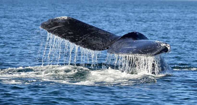 Trincomalee: Whale & Dolphin Safari Tour with Expert Guides - The calm rules that make wildlife viewing feel respectful