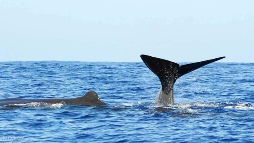 Trincomalee: Whale & Dolphin Safari Tour with Expert Guides - The return: Trincomalee coastline and the Hindu Temple view