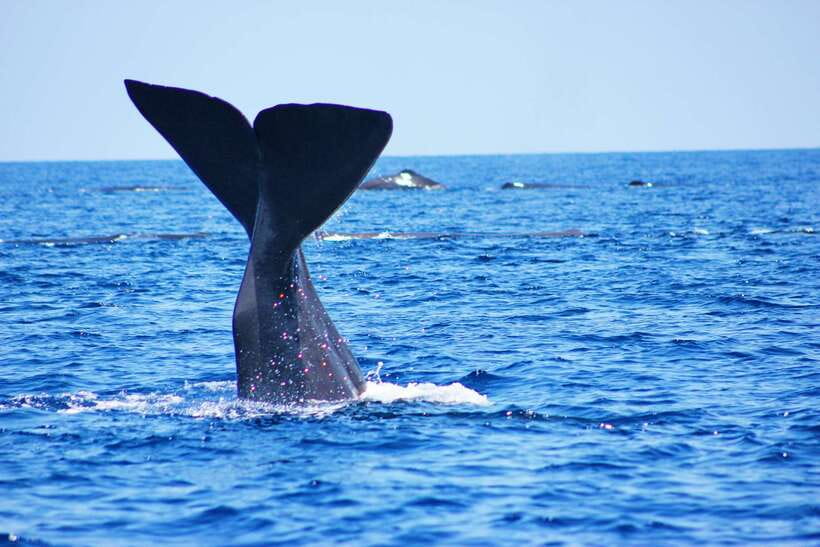 Trincomalee: Whale & Dolphin Safari Tour with Expert Guides - Meeting at Trinco Bay Dive Center and getting out fast