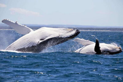 Trincomalee : Whale & dolphin watching +pigeon island tour - Getting to the boats: the day’s rhythm from your hotel
