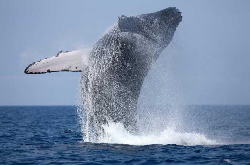Trincomalee : Whale & dolphin watching +pigeon island tour - Who this tour suits best (and who should skip it)