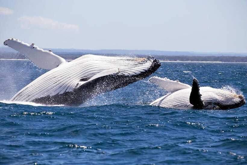 Trincomalee : Whale & dolphin watching +pigeon island tour - What to bring so the day feels easy, not annoying