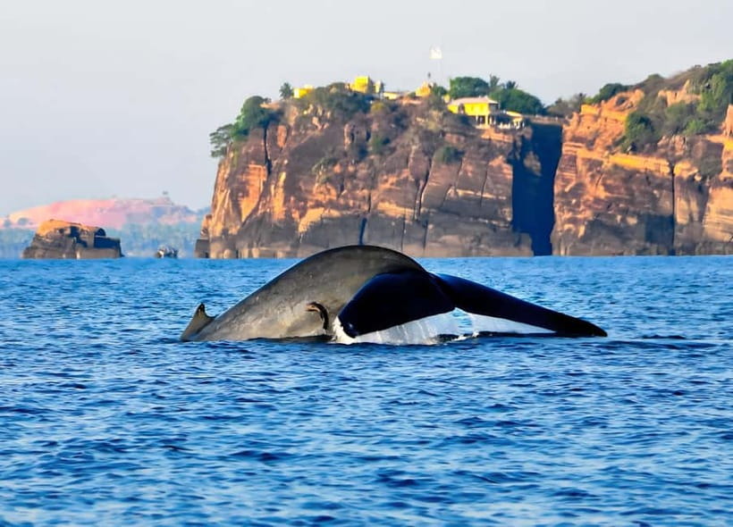 Trincomalee: Whales Watching and Navy Island Snorkeling Tour - Underwater Photos and Videos: The Bonus That Feels Like a Good Deal