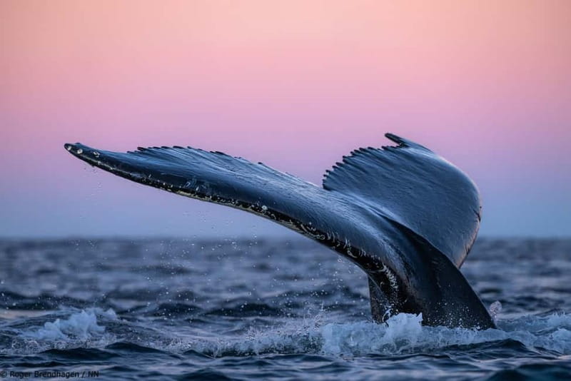 Tromsø: 24hr Northern Lights & Whale Watching Cruise - Aurora Lecture at 22:00 and the Benefit of Flexibility
