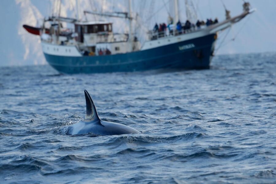 Tromsø: Orca and Whale Watching comfort heated boat Trip - Key things to know before you go