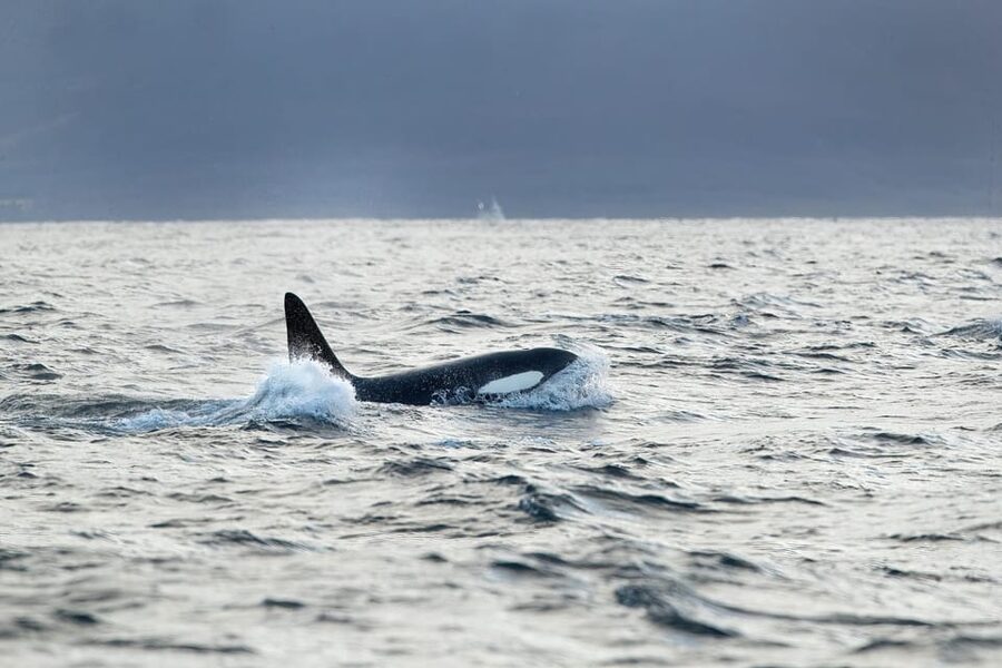 Tromsø: Orca and Whale Watching comfort heated boat Trip - Why this orca safari works (especially for photographers)