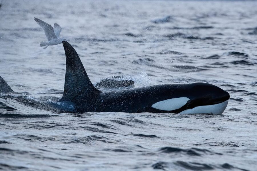 Tromsø: Orca and Whale Watching comfort heated boat Trip - Wildlife you’re aiming for in the Barents Sea