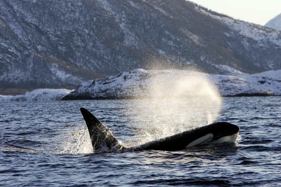 Tromsø: Orca and Whale Watching comfort heated boat Trip - Practical tips to help you get better shots