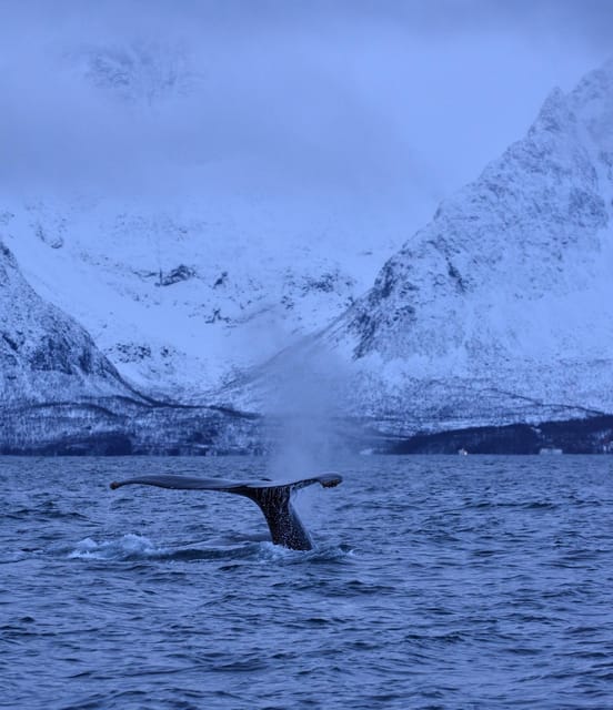 Tromsø: Orca and Whale Watching comfort heated boat Trip - Should you book the Tromsø Orca and Whale Watching heated boat trip?