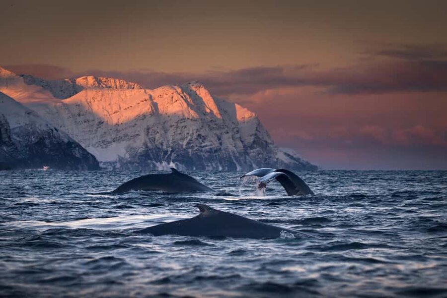 Tromsø: Responsible Whale Watching Cruise Aboard MS Alba - The 8-Hour Plan: How Time on the Water Really Works (and Why It Varies)
