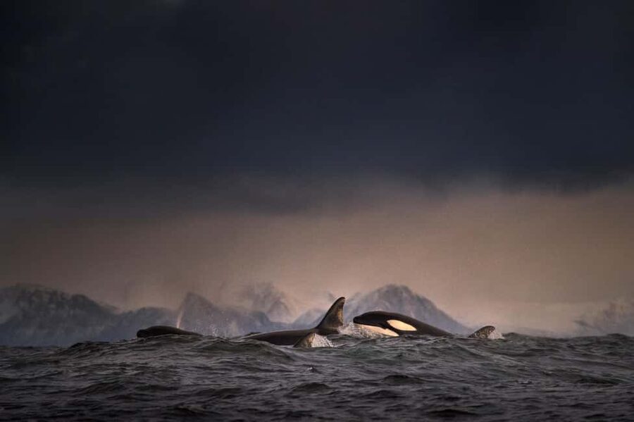 Tromsø: Responsible Whale Watching Cruise Aboard MS Alba - Responsible Whale Viewing: What You’re Paying For Beyond the Sighting