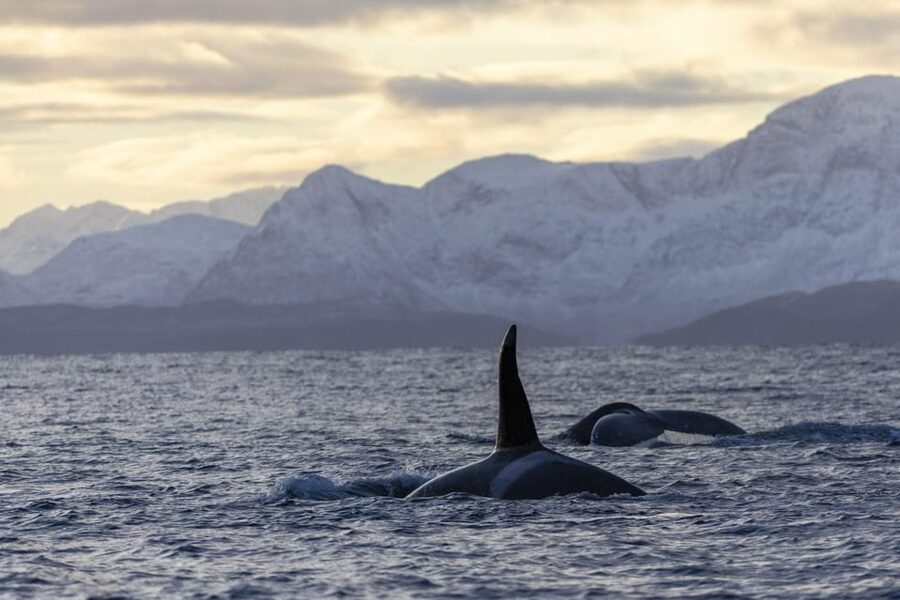 Tromsø Whale Safari with MS Gabriele - Getting to Nerstrandkaia and finding MS Gabriele fast