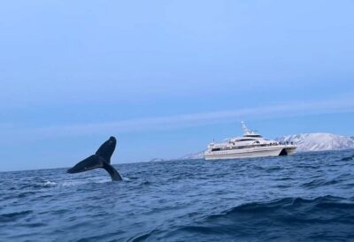 Tromsø Whale Safari with MS Gabriele - Skjervøy waters and the real search pattern