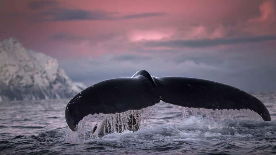 Tromsø Whale Safari with MS Gabriele - Indoor windows, outdoor decks, and how to stay comfortable