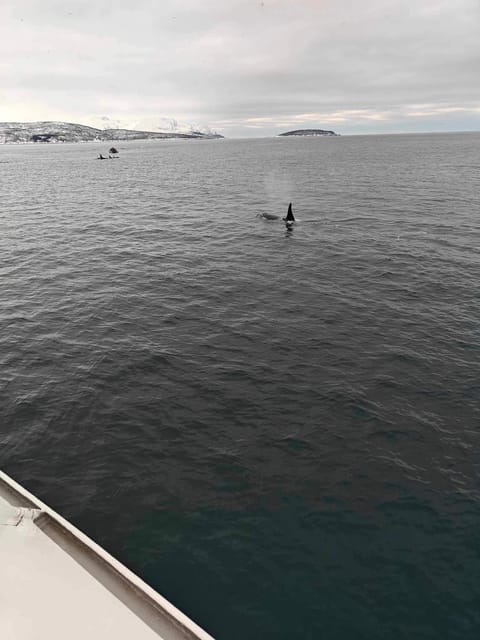 Tromsø Whale Safari with MS Keiser Wilhelm - Bottom line: should you book the MS Keiser Wilhelm whale safari?