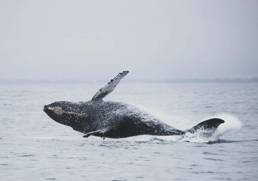 Tromsø Whale Safari with MS Keiser Wilhelm - Watching strategy: saloon windows vs open deck (and photo-friendly viewing)