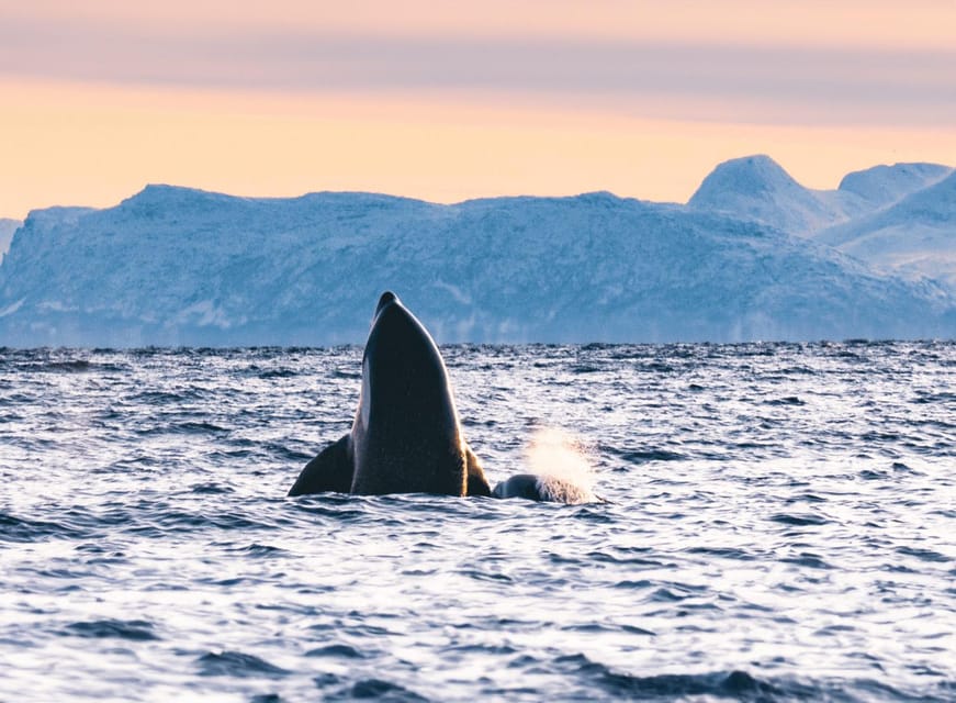 Tromsø Whale Safari with MS Keiser Wilhelm - Price and value at $194: what you actually get for the money
