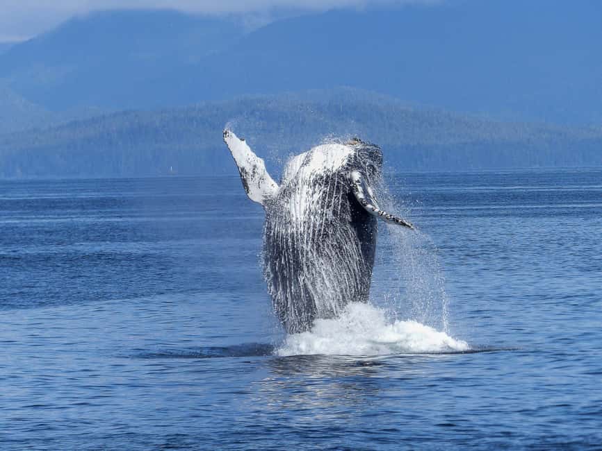 Tromsø Whale Safari with MS Keiser Wilhelm - Where the whales are found: herring, orcas, and the Barents Sea search