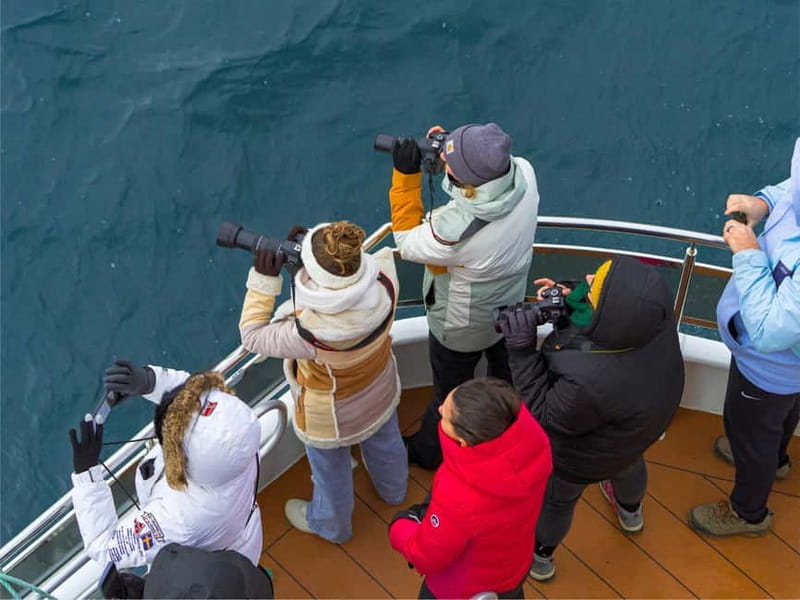 Tromsø: Whale Watching on hybrid boat with scenic bustrip - What you might see: humpbacks, fin whales, sperm whales, and the orca question