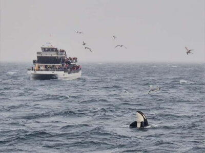 Tromsø: Whale Watching on hybrid boat with scenic bustrip - Hybrid-electric boating: the quiet switch that helps whales