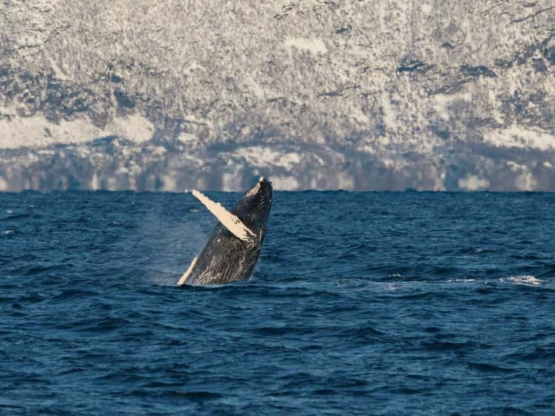 Tromsø: Whale Watching on hybrid boat with scenic bustrip - Skjervøy whale watching: how the time is used