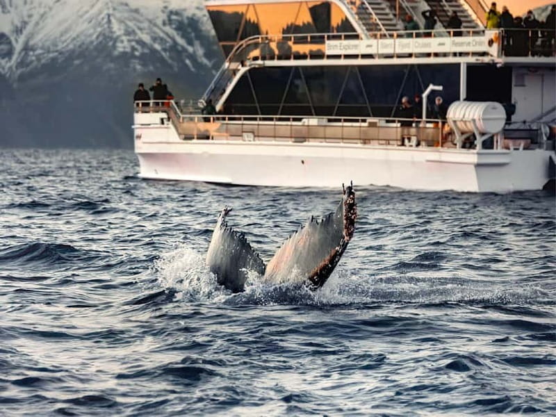 Tromsø: Whale Watching on hybrid boat with scenic bustrip - Price and value: is $208 a fair deal for Tromsø whale watching?