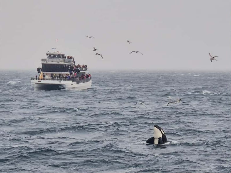 Tromsø: Whale Watching on hybrid boat with scenic bustrip - Hybrid-electric boating: the quiet switch that helps whales
