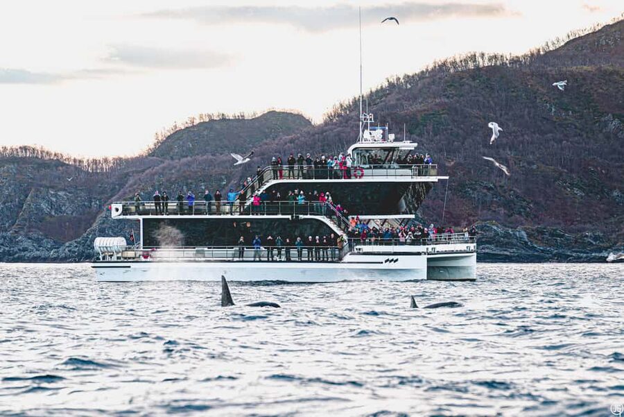 Tromsø: Whale Watching Tour by Hybrid-Electric Boat - Key things to know before you book Brim Explorer