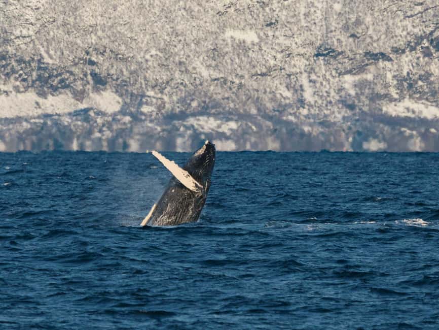 Tromsø: Whale Watching Tour by Hybrid-Electric Boat - Why the hybrid-electric boat is the whole point