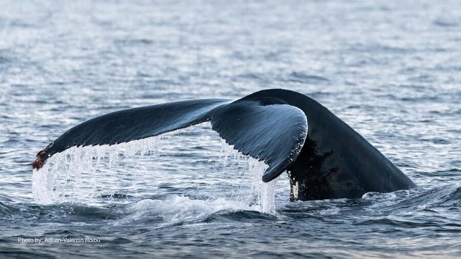 Tromsø: Whale Watching Tour by Hybrid-Electric Boat - The whale hunt near Skjervøy: what you’re really hoping to see