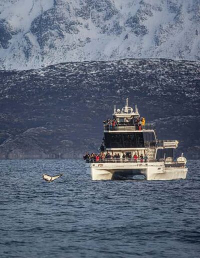 Tromsø: Whale Watching Tour by Hybrid-Electric Boat - A long Arctic day: 7–9 hours that depends on the whales