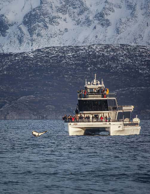 Tromsø: Whale Watching Tour by Hybrid-Electric Boat - A long Arctic day: 7–9 hours that depends on the whales
