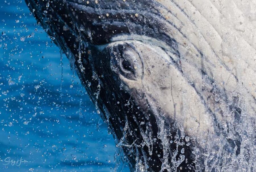 Tweed Heads: Whale Watching Boat Tour - Key things to know before you book