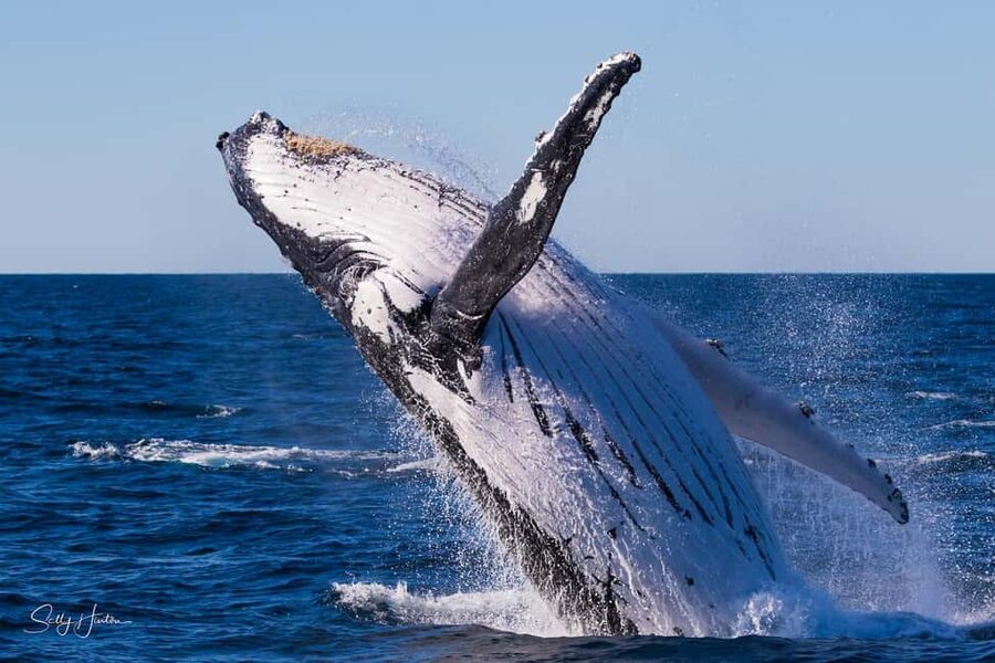 Tweed Heads: Whale Watching Boat Tour - Tweed Heads Start: Ivory Waterside Marina at 8:00am