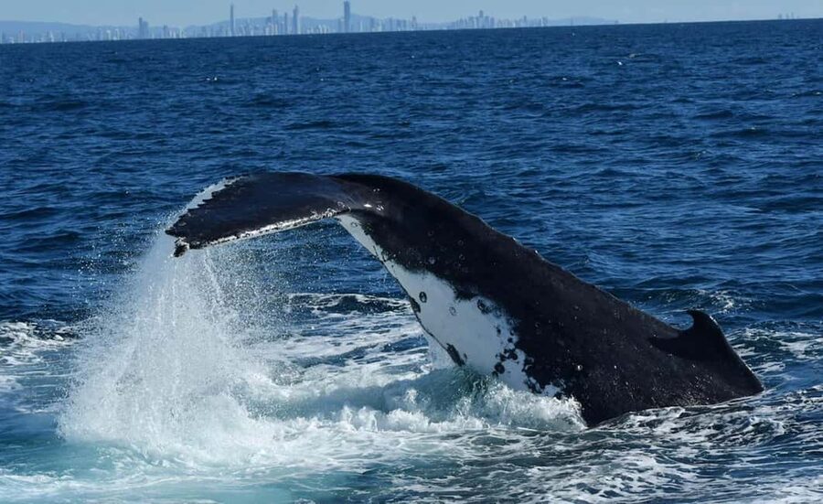 Tweed Heads: Whale Watching Boat Tour - What You’ll See on the Tweed River: Swimming, Breaching, Pec Slaps