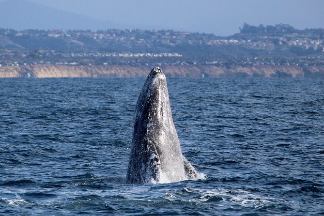 Two-Hour Luxury Whale Watching Tour from Oceanside - Key highlights to know before you go
